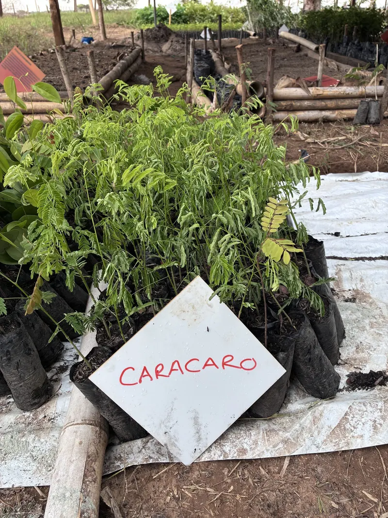 Plántulas de caracaro en el vivero
