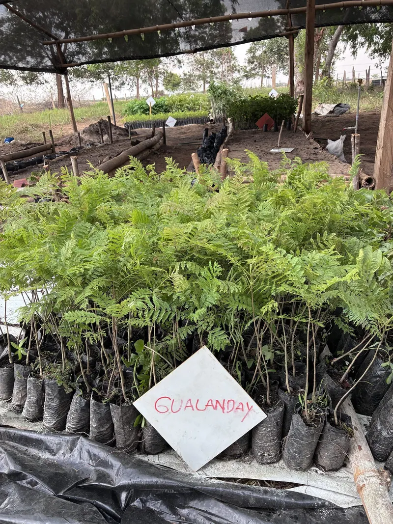 Plántulas de gualanday en el vivero