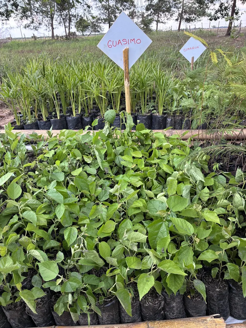 Plántulas de guásimo en el vivero