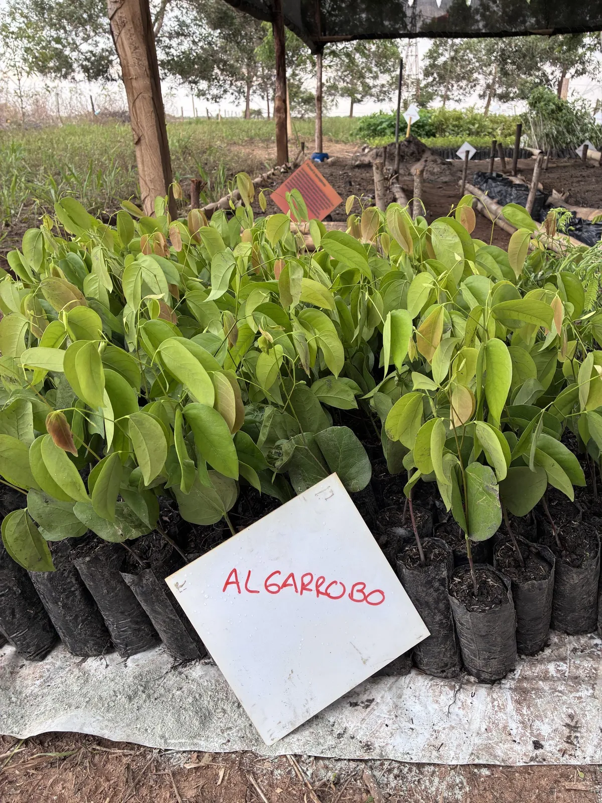 Plántulas de algarrobo en el vivero comunitario, con su letrero