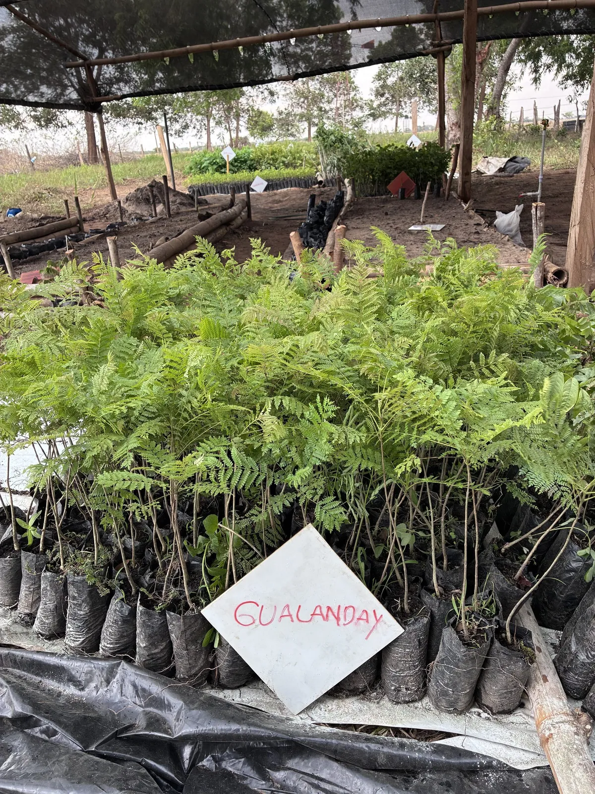 Plántulas de gualanday en el vivero comunitario, con su letrero