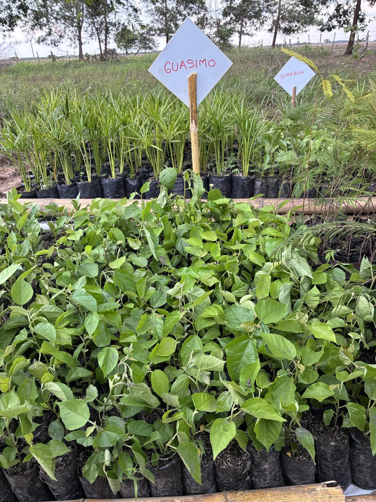 Plántulas de guásimo en el vivero comunitario, con su letrero