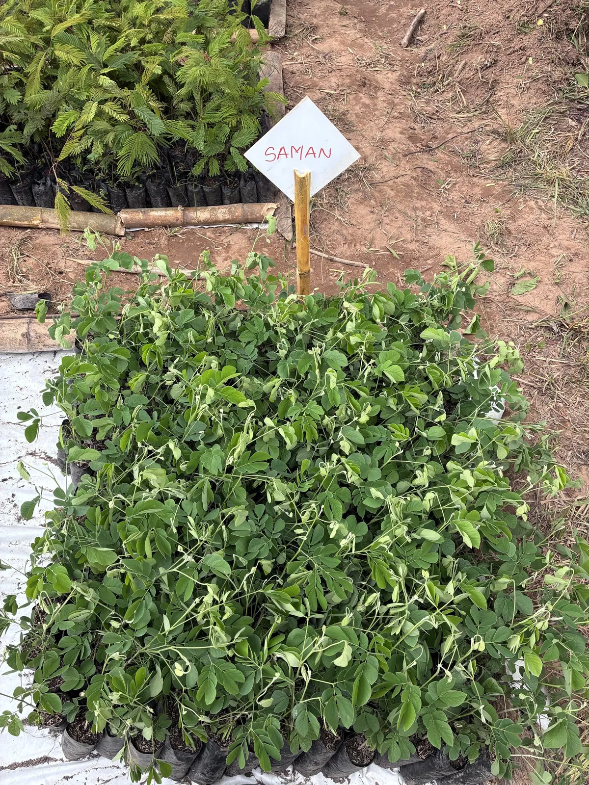 Plántulas de samán en el vivero comunitario, con su letrero