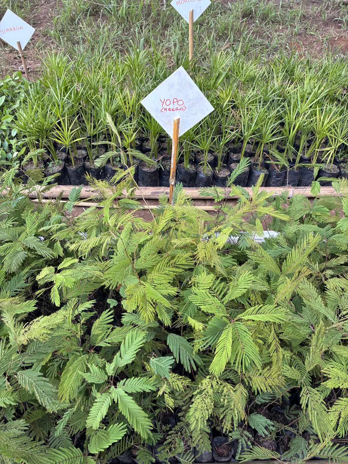 Plántulas de yopo negro en el vivero comunitario, con su letrero