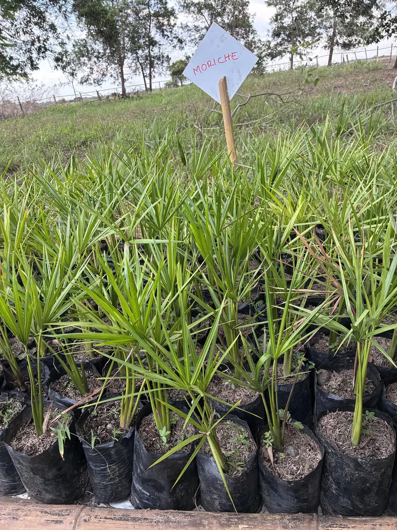 Plántulas de moriche en bolsas, con su letrero, en el vivero