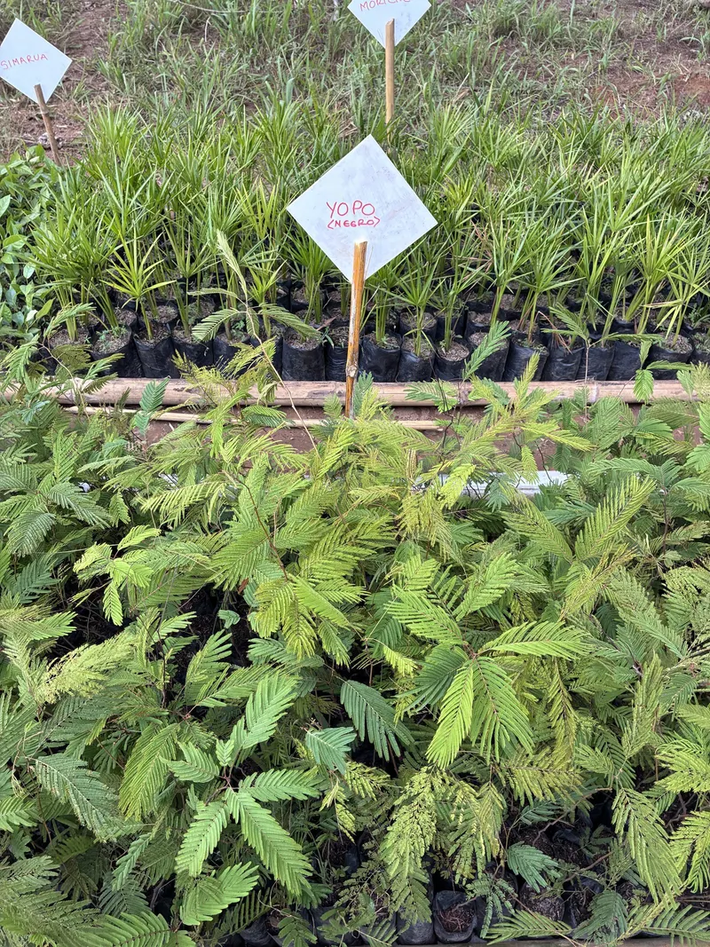 Plántulas de yopo negro en el vivero